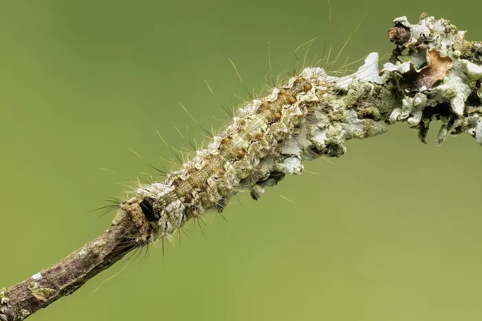 Framed Print : Black arches (Lymantria monacha) caterpillar resting on a twig, Monmouthshire, Wales, UK. June Framed Print : Black arches (Lymantria monacha) caterpillar resting on a twig, Monmouthshire, Wales, UK. June