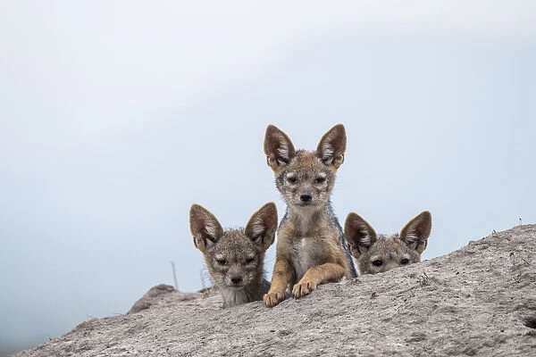 Black-backed jackal (Canis mesomelas) three cubs at the den, Masai-Mara Game Reserve
