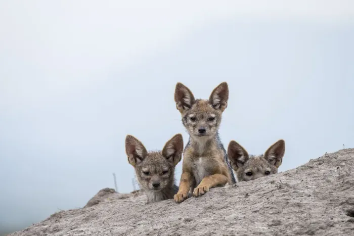 Framed Print : Black-backed jackal (Canis mesomelas) three cubs at the den, Masai-Mara Game Reserve Framed Print : Black-backed jackal (Canis mesomelas) three cubs at the den, Masai-Mara Game Reserve