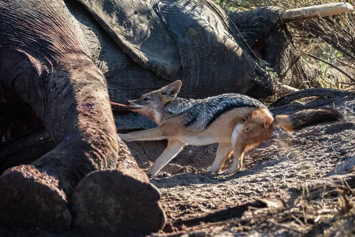 Framed Print : Black-backed jackal (Canis mesomelas) feeding on Elephant (Loxodonta africana) carcass, Okavango Delta, Botswana Framed Print : Black-backed jackal (Canis mesomelas) feeding on Elephant (Loxodonta africana) carcass, Okavango Delta, Botswana