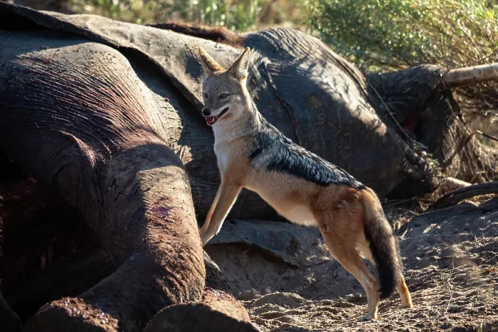 Framed Print : Black-backed jackal (Canis mesomelas) standing next to Elephant (Loxodonta africana) carcass, Okavango Delta, Botswana Framed Print : Black-backed jackal (Canis mesomelas) standing next to Elephant (Loxodonta africana) carcass, Okavango Delta, Botswana