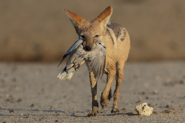 Framed Print : Black-backed jackal (Lupulella mesomelas) carrying Dove (Streptopelia sp.) prey in mouth, Kgalagadi Transfrontier Park, Northern Cape, South Africa Framed Print : Black-backed jackal (Lupulella mesomelas) carrying Dove (Streptopelia sp.) prey in mouth, Kgalagadi Transfrontier Park, Northern Cape, South Africa