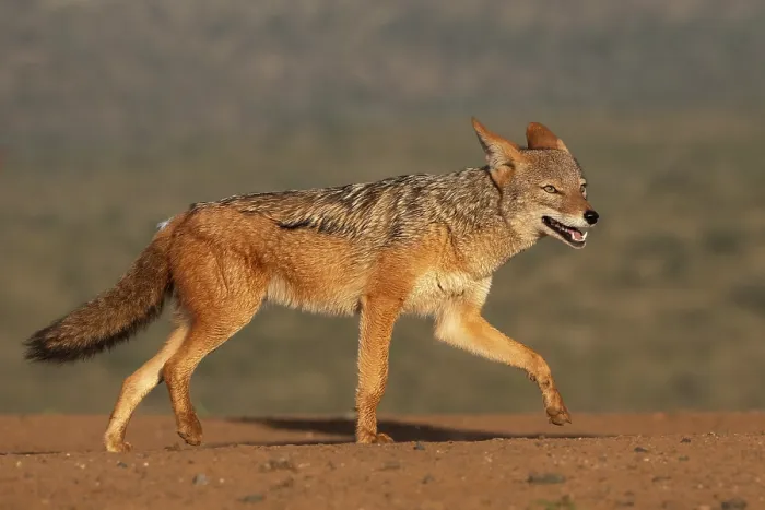 Framed Print : Black-backed jackal (Lupulella mesomelas) walking, portrait, Zimanga private game reserve, KwaZulu-Natal, South Africa Framed Print : Black-backed jackal (Lupulella mesomelas) walking, portrait, Zimanga private game reserve, KwaZulu-Natal, South Africa