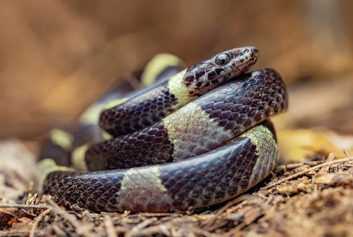 Framed Print : Black-banded cat-eyed snake (Leptodeira nigrofasciata) coiled up, Heloderma Natural Reserve, Motagua Valley, Guatemala