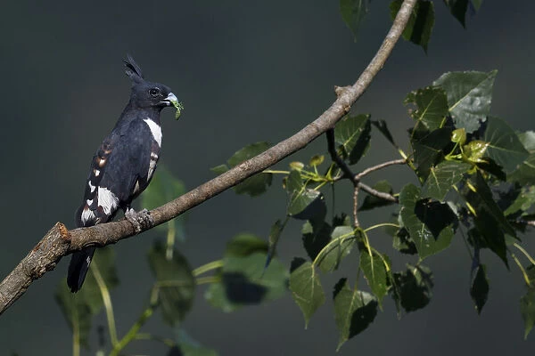 Black Baza (Aviceda leuphotes) sitting on a tree branch with with an insect prey in its beak