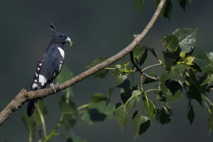Framed Print : Black Baza (Aviceda leuphotes) sitting on a tree branch with with an insect prey in its beak Framed Print : Black Baza (Aviceda leuphotes) sitting on a tree branch with with an insect prey in its beak