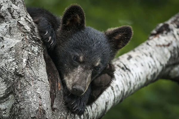 Black bear cub (Ursus americana) in tree. New Brunswick, Canada, July