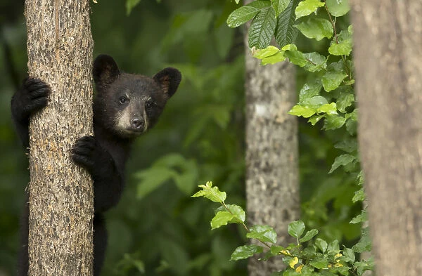 Black bear cub (Ursus americanus) climbing a tree, Minnesota, USA, June