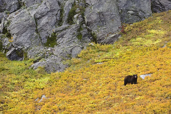 Black bear (Ursus americana) foraging for alpine berries during Autumn, on hillside