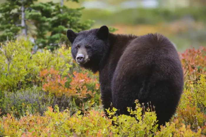 Framed Print : Black bear (Ursus americana) foraging for alpine berries during Autumn, Cascade Mountains Framed Print : Black bear (Ursus americana) foraging for alpine berries during Autumn, Cascade Mountains