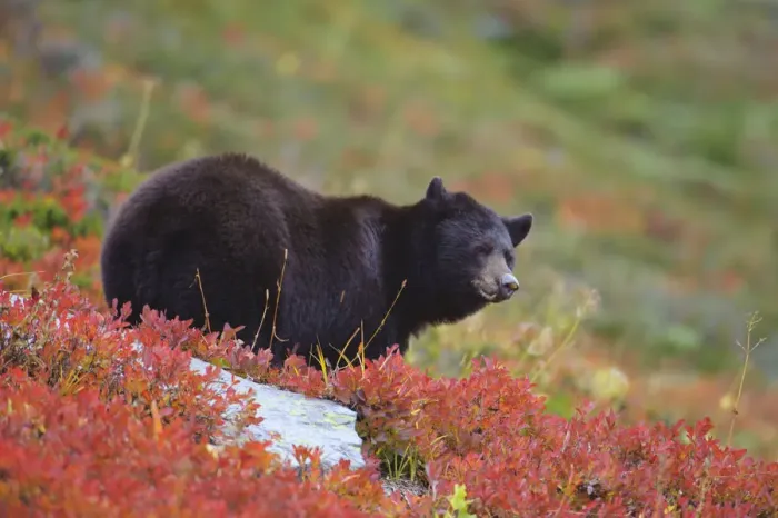 Framed Print : Black bear (Ursus americana) foraging for alpine berries during Autumn, Cascade Mountains Framed Print : Black bear (Ursus americana) foraging for alpine berries during Autumn, Cascade Mountains