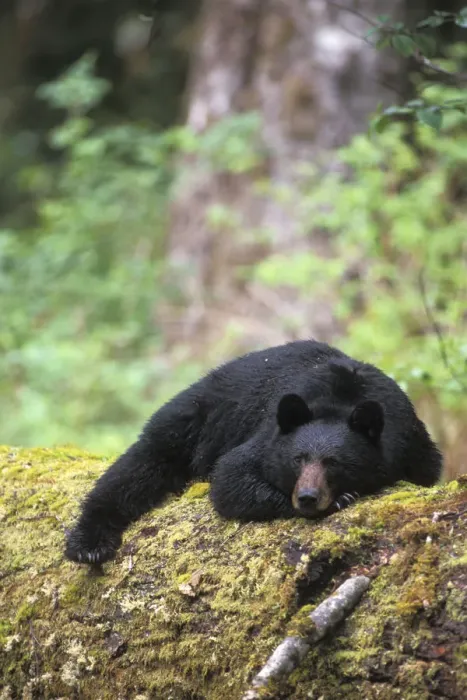 Framed Print : Black bear (Ursus americanus) adult resting on an old growth log in the Olympic rainforest Framed Print : Black bear (Ursus americanus) adult resting on an old growth log in the Olympic rainforest