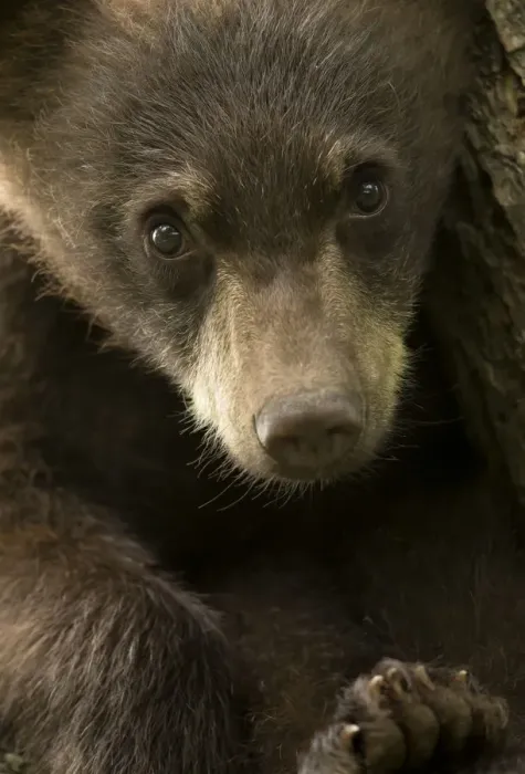 Framed Print : Black Bear (Ursus americanus) cub, close up portrait, Minnesota, USA, June Framed Print : Black Bear (Ursus americanus) cub, close up portrait, Minnesota, USA, June