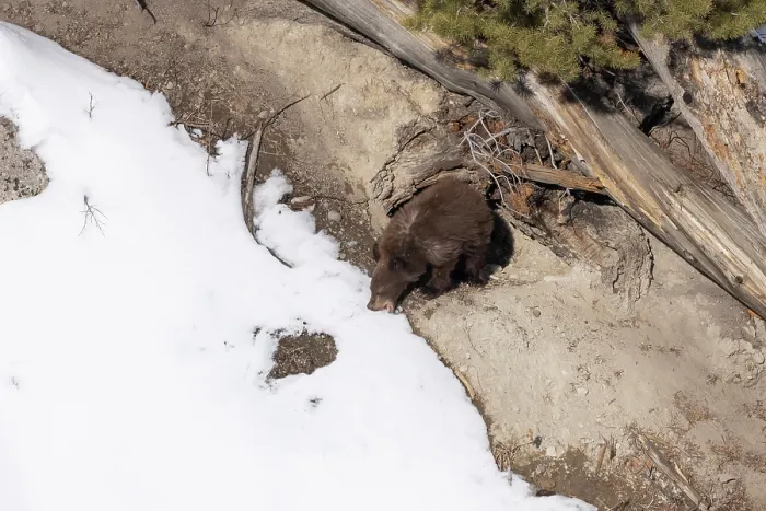 Framed Print : Black bear (Ursus americanus) cub emerging from its winter den to grab a bite of snow for moisture, Yellowstone National Park, Wyoming, USA, February Framed Print : Black bear (Ursus americanus) cub emerging from its winter den to grab a bite of snow for moisture, Yellowstone National Park, Wyoming, USA, February