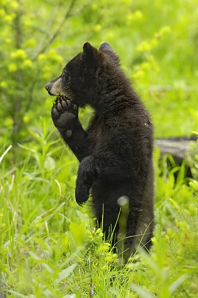 Black bear (ursus americanus) cub standing on hind legs, Yellowstone National Park