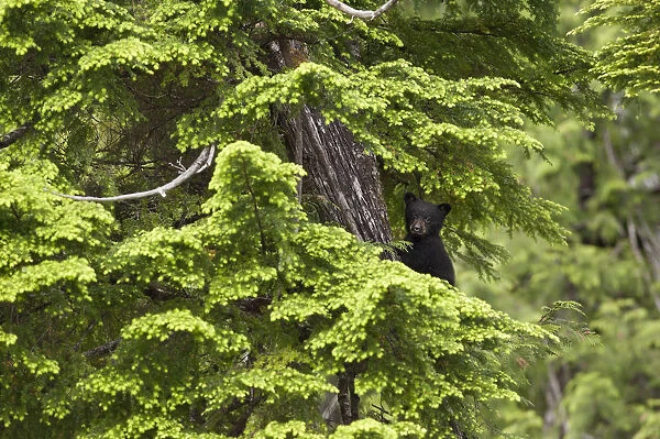 Black Bear (Ursus americanus) cub in tree branches