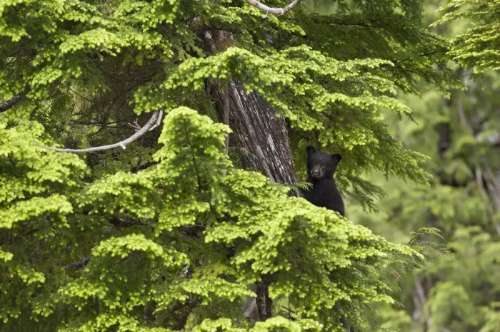 Framed Print : Black Bear (Ursus americanus) cub in tree branches Framed Print : Black Bear (Ursus americanus) cub in tree branches
