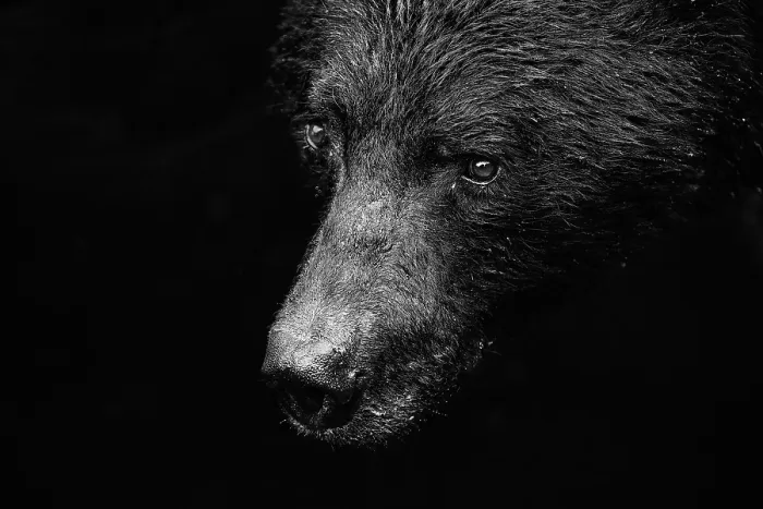 Framed Print : Black bear (Ursus americanus) head portrait, southeast Alaska, USA Framed Print : Black bear (Ursus americanus) head portrait, southeast Alaska, USA