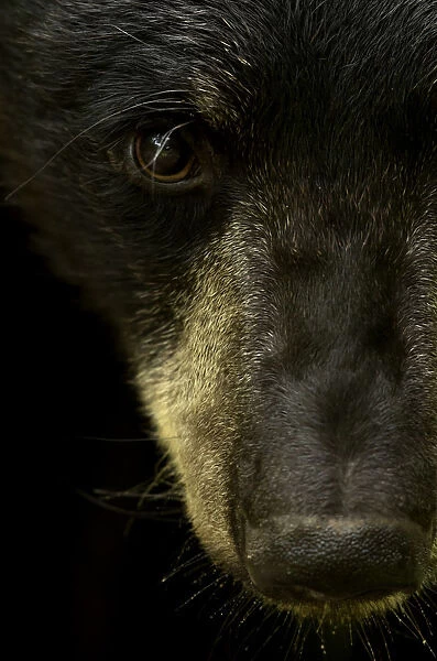 Black bear (Ursus americanus) male close up head portrait, Minnesota, USA, June