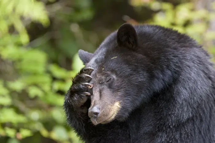 Framed Print : Black bear (Ursus americanus) scratching its head. Clayoquot Sound, Vancouver Island Framed Print : Black bear (Ursus americanus) scratching its head. Clayoquot Sound, Vancouver Island