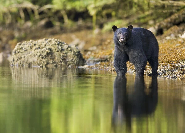Black Bear (Ursus americanus) at waters edge, Barkley Sound, Vancouver Island, British Columbia
