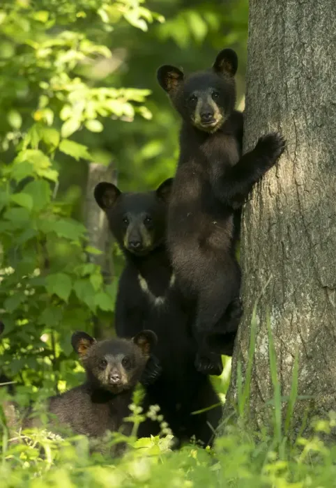 Framed Print : Black bears (Ursus americanus) three cubs, one climbing, Minnesota, USA, June Framed Print : Black bears (Ursus americanus) three cubs, one climbing, Minnesota, USA, June