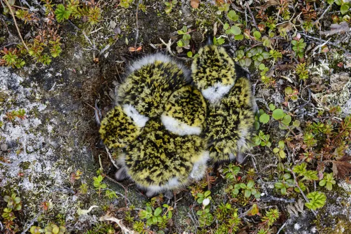 Framed Print : Black-bellied Plover (Pluvialis squatarola) chicks in the nest, seen from overhead Framed Print : Black-bellied Plover (Pluvialis squatarola) chicks in the nest, seen from overhead