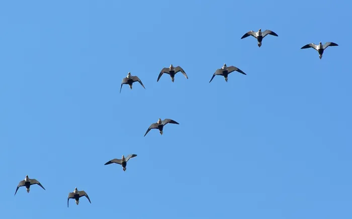Framed Print : Black-bellied sandgrouse (Pterocles orientalis) flock flying overhead, Jandia Natural Park, Fuerteventura, Canary Islands. November Framed Print : Black-bellied sandgrouse (Pterocles orientalis) flock flying overhead, Jandia Natural Park, Fuerteventura, Canary Islands. November