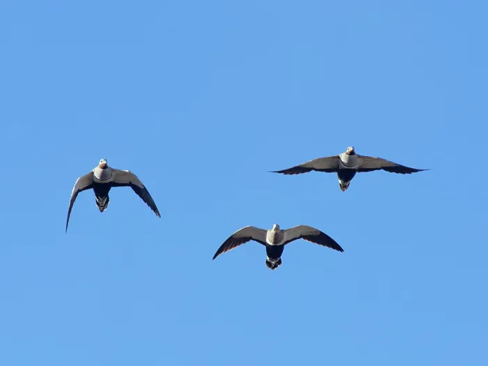 Framed Print : Three Black-bellied sandgrouse (Pterocles orientalis) flying overhead, Jandia Natural Park, Fuerteventura, Canary Islands. November Framed Print : Three Black-bellied sandgrouse (Pterocles orientalis) flying overhead, Jandia Natural Park, Fuerteventura, Canary Islands. November