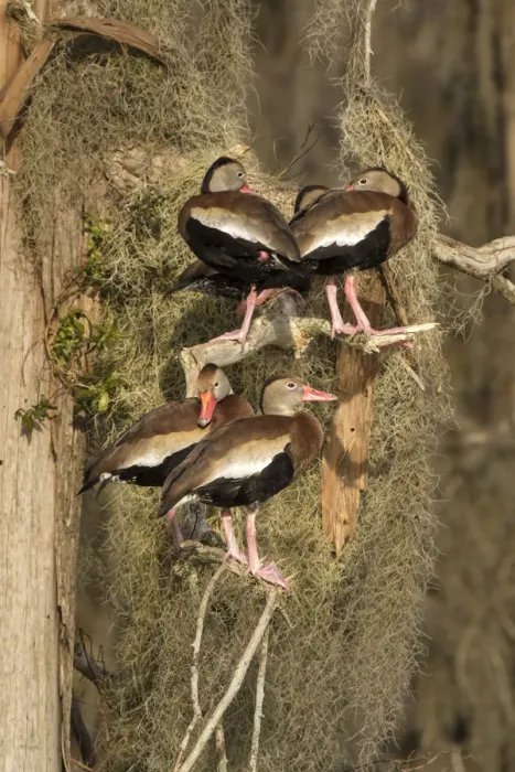 Framed Print : Black-bellied whistling-ducks (Dendrocygna autumnalis), group perched amid Spanish Framed Print : Black-bellied whistling-ducks (Dendrocygna autumnalis), group perched amid Spanish