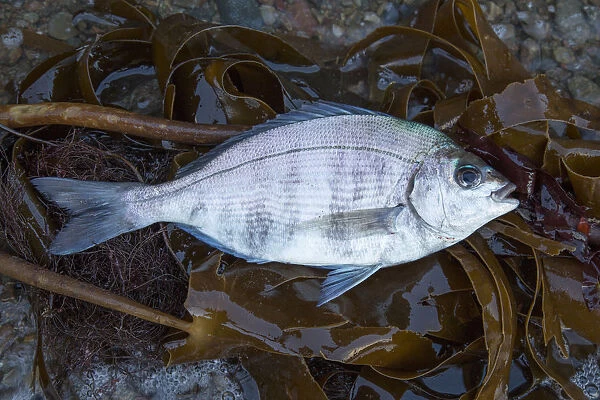 Black Bream (Spondyliosoma cantharus) washed up on shore, Sark, British Channel Islands, August