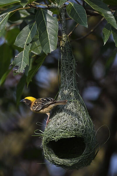 Black-breasted weaver (Ploceus benghalensis) perched on its nest in Tongbiguan Nature Reserve