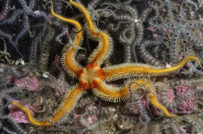 Framed Print : Black brittlestar (Ophiocomina nigra), yellow colour variety, with Common brittlestars Framed Print : Black brittlestar (Ophiocomina nigra), yellow colour variety, with Common brittlestars
