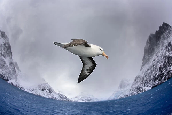 Black-browed albatross (Thalassarche melanophris) flying over South Atlantic. Cooper Bay