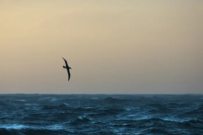 Framed Print : Black-browed albatross (Thalassarche melanophris) in flight over the ocean at dusk, Gold Harbour, South Georgia, Atlantic Ocean Framed Print : Black-browed albatross (Thalassarche melanophris) in flight over the ocean at dusk, Gold Harbour, South Georgia, Atlantic Ocean