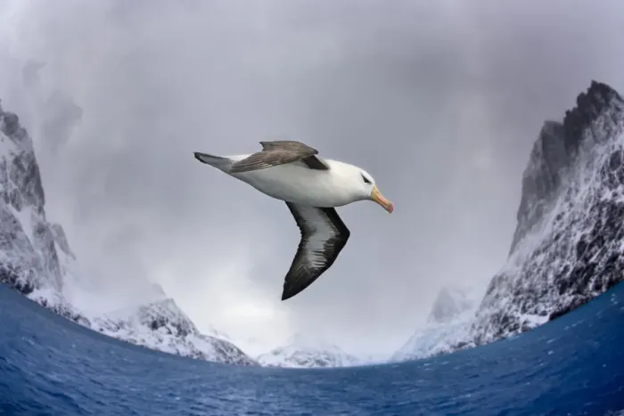 Framed Print : Black-browed albatross (Thalassarche melanophris) flying over South Atlantic. Cooper Bay Framed Print : Black-browed albatross (Thalassarche melanophris) flying over South Atlantic. Cooper Bay