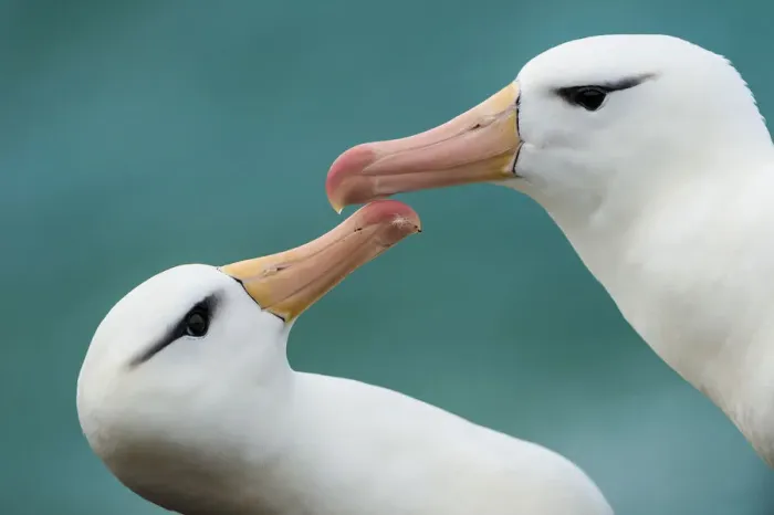 Framed Print : Black-browed albatross (Thalassarche melanophris) pair, courtship, Falkland Islands Framed Print : Black-browed albatross (Thalassarche melanophris) pair, courtship, Falkland Islands