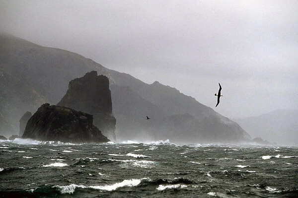 Black browed albatross (Thalassarche melanophrys) flying in 60 knot wind at Cape Horn