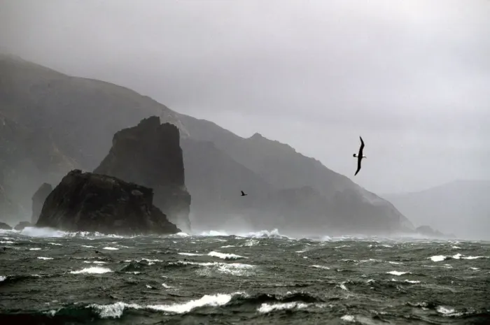 Framed Print : Black browed albatross (Thalassarche melanophrys) flying in 60 knot wind at Cape Horn
