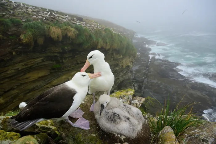Framed Print : Black-browed albatrosses (Thalassarche melanophrys) pair, mutual preening on nest with chick, nesting colony in background, Falkland Islands, Atlantic Ocean. February Framed Print : Black-browed albatrosses (Thalassarche melanophrys) pair, mutual preening on nest with chick, nesting colony in background, Falkland Islands, Atlantic Ocean. February
