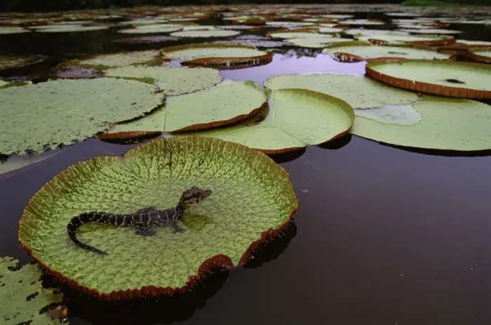 Framed Print : Black caiman {Caiman niger} juvenile on Royal water lily pad (Victoria amazonica) Iwokrama Reserve Framed Print : Black caiman {Caiman niger} juvenile on Royal water lily pad (Victoria amazonica) Iwokrama Reserve