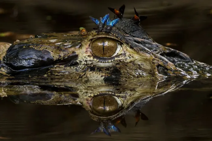 Framed Print : Black caiman (Melanosuchus niger) at water surface with horse flies on its head Framed Print : Black caiman (Melanosuchus niger) at water surface with horse flies on its head