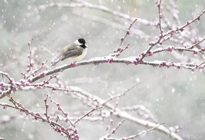 Framed Print : Black-capped chickadee (Poecile atricapilla) perched in snow-covered Eastern redbud (Cercis canadensis) tree during spring snowstorm, Freeville, New York, USA. April Framed Print : Black-capped chickadee (Poecile atricapilla) perched in snow-covered Eastern redbud (Cercis canadensis) tree during spring snowstorm, Freeville, New York, USA. April