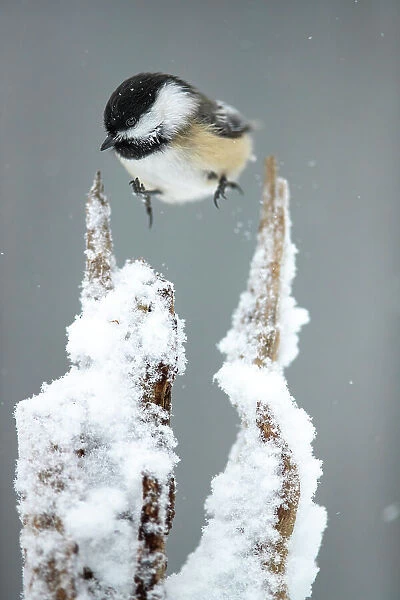 Black-capped chickadee (Poecile atricapillus) hopping between snow-covered perches, Lexington, Massachusetts, USA. February