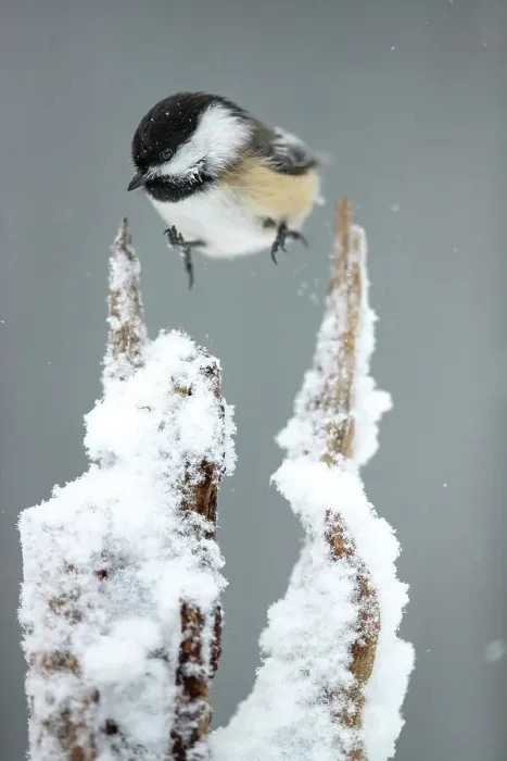 Framed Print : Black-capped chickadee (Poecile atricapillus) hopping between snow-covered perches, Lexington, Massachusetts, USA. February Framed Print : Black-capped chickadee (Poecile atricapillus) hopping between snow-covered perches, Lexington, Massachusetts, USA. February