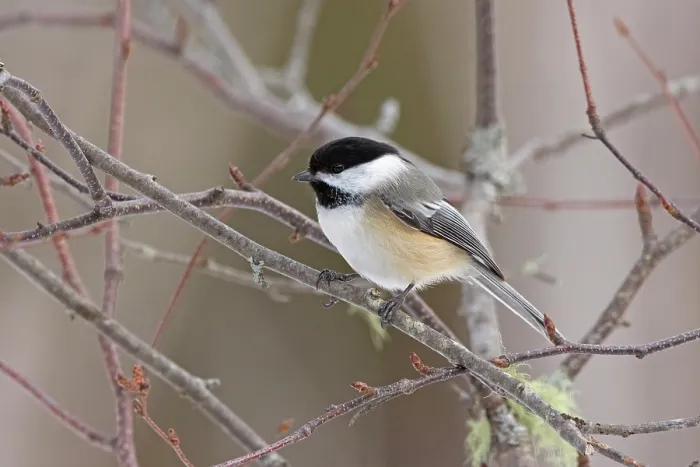 Framed Print : Black-capped chickadee (Poecile atricapillus) perched in Paper birch (Betula papyrifera) tree, Acadia National Park, Maine, USA. March Framed Print : Black-capped chickadee (Poecile atricapillus) perched in Paper birch (Betula papyrifera) tree, Acadia National Park, Maine, USA. March