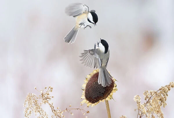 Two Black-capped chickadees (Poecile atricapillus) in mid-air fight by a sunflower
