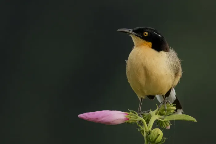 Framed Print : Black-capped donacobius (Donacobius atricapillus) perched on a flower, Tambopata Reserve Framed Print : Black-capped donacobius (Donacobius atricapillus) perched on a flower, Tambopata Reserve