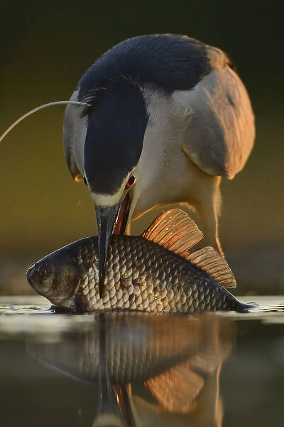 Black-capped Night heron (Nycticorax nycticorax) feeding on fish at fish farm pond