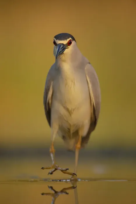 Framed Print : Black-capped Night heron (Nycticorax nycticorax) at fish farm pond Framed Print : Black-capped Night heron (Nycticorax nycticorax) at fish farm pond